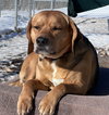 Yeller - Photo 4