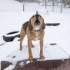 Yeller - Photo 2