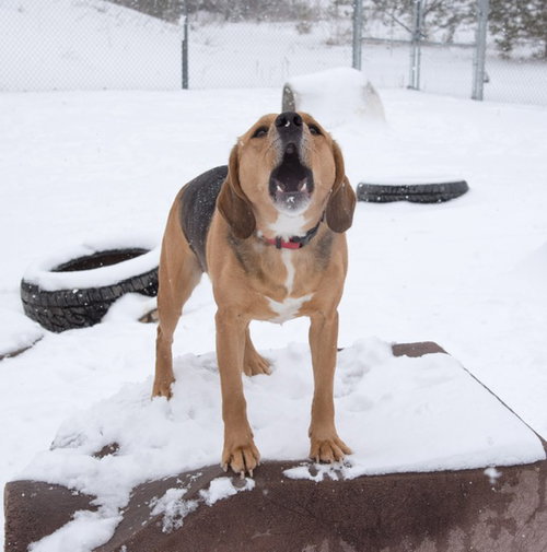 YELLER - Beagle available for adoption