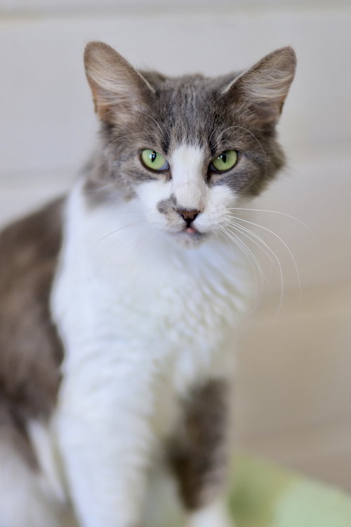 TOGA - Domestic Medium Hair available for adoption