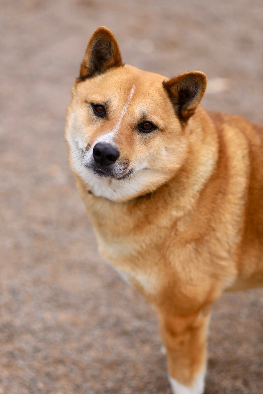 Corky Image