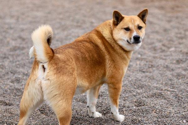 Corky