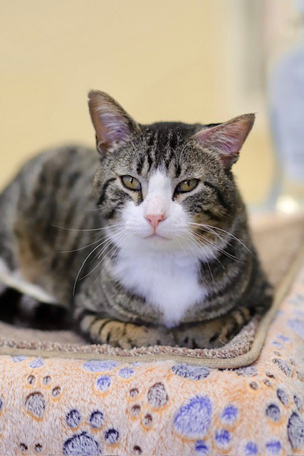 Grumpy, an adoptable Domestic Short Hair in Webster, WI