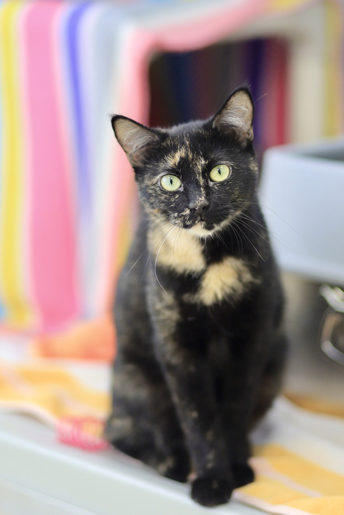 Calypso