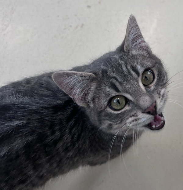 Chomper