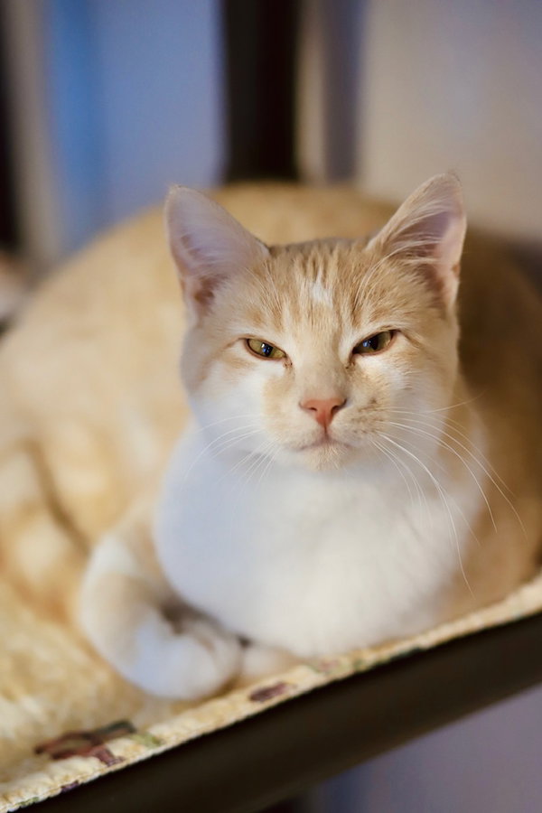 Rajah