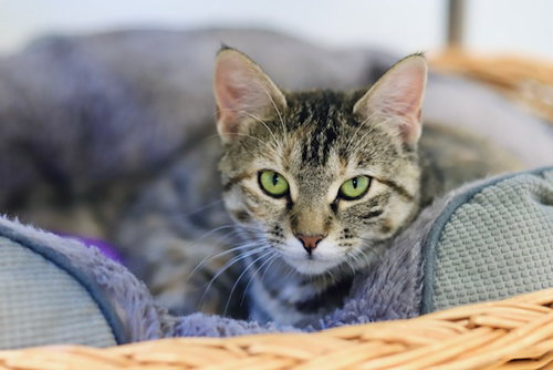 Jasmine, an adoptable Domestic Short Hair in Webster, WI