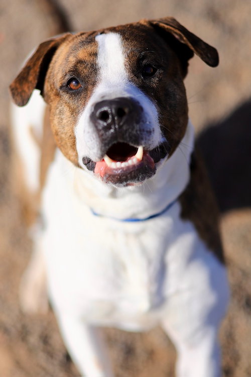 Bakin, an adoptable Pit Bull Terrier in Webster, WI