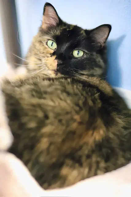 Bonita - Domestic Medium Hair