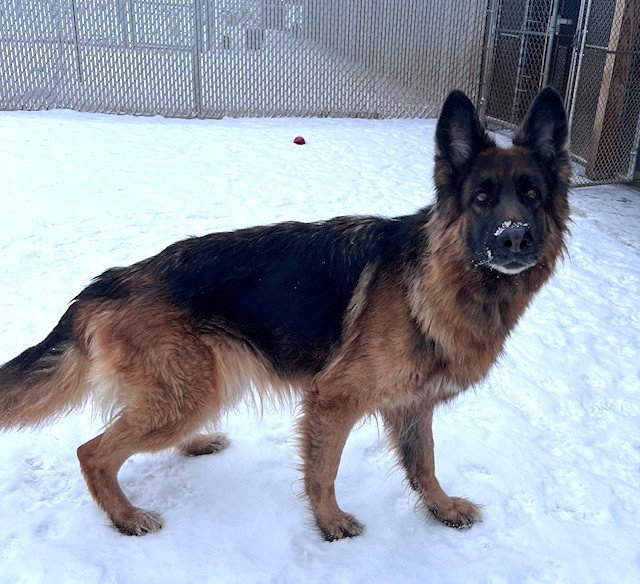 German Shepherd