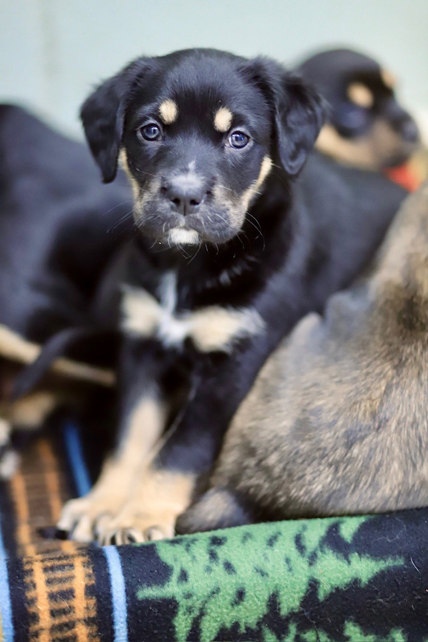 Australian Kelpie