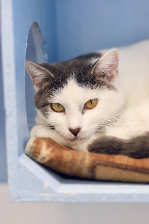 Jennifer Lopez, an adoptable Domestic Short Hair in Webster, WI