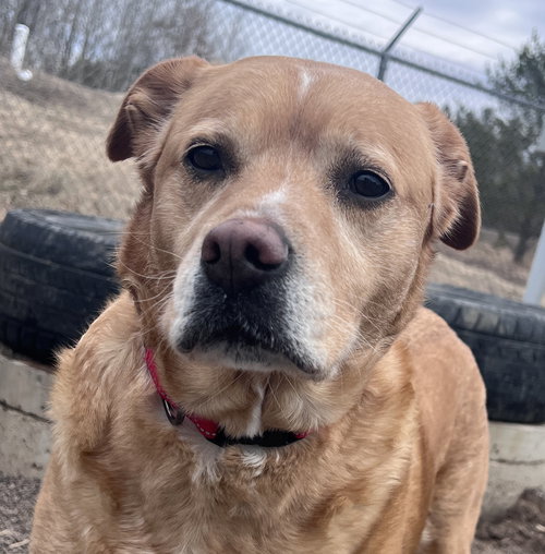 Lily, an adoptable Labrador Retriever in Webster, WI