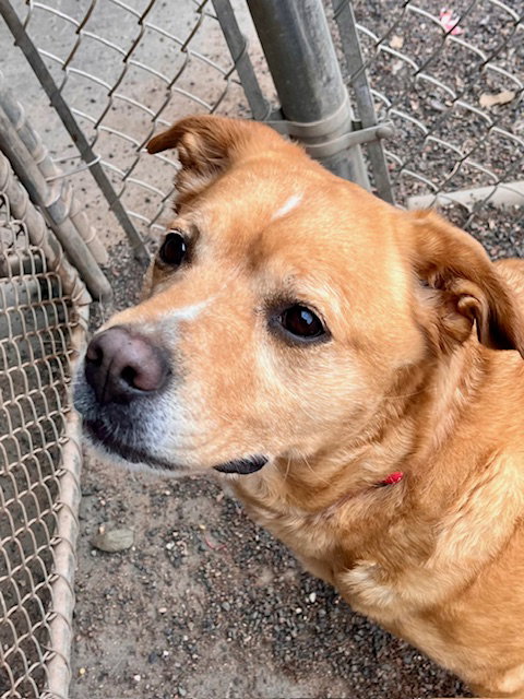 Lily, an adoptable Labrador Retriever in Webster, WI