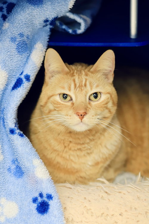 Steve, an adoptable Domestic Short Hair in Webster, WI