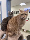 Steve - Photo 4