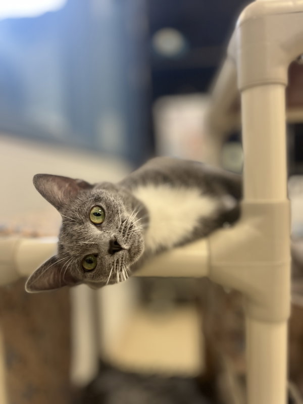 Meep Meep