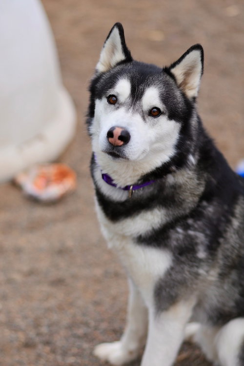 Kodiak, an adoptable Husky in Webster, WI