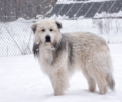 Romeo, an adoptable Great Pyrenees in Webster, WI