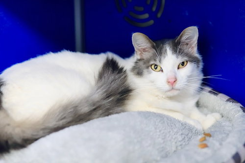 Ming, an adoptable Domestic Medium Hair in Webster, WI
