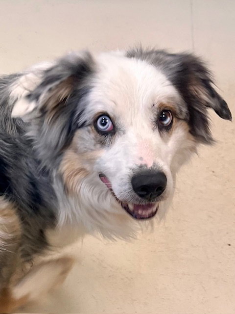 Atlas, an adoptable Australian Shepherd in Webster, WI
