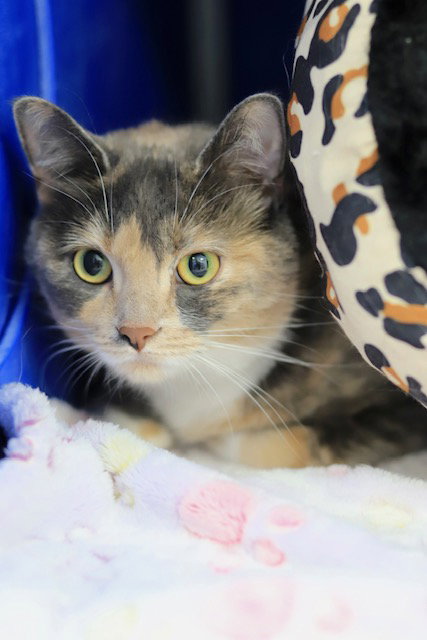 Lulu, Adult Domestic Short Hair / Mixed (short coat), cat for adoption in Webster, Wisconsin