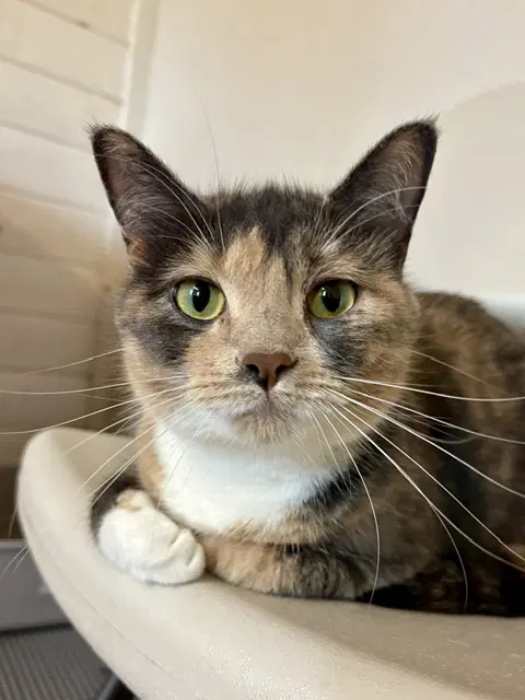 Lulu image 2