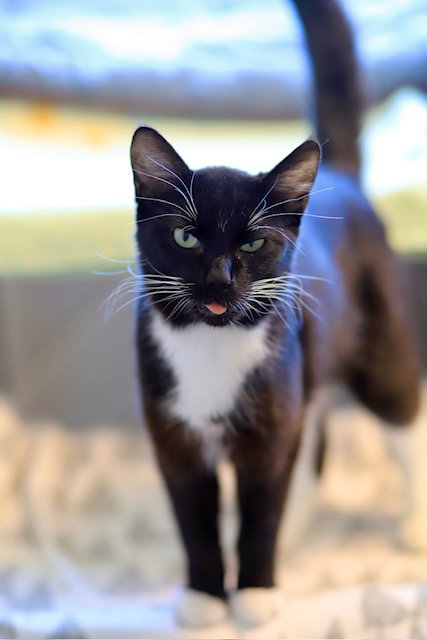 Pablo