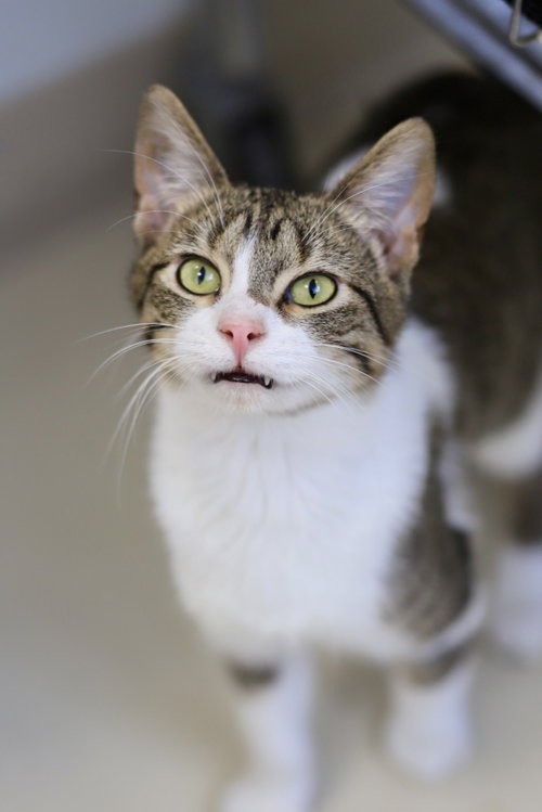 Juan, an adoptable Domestic Short Hair in Webster, WI