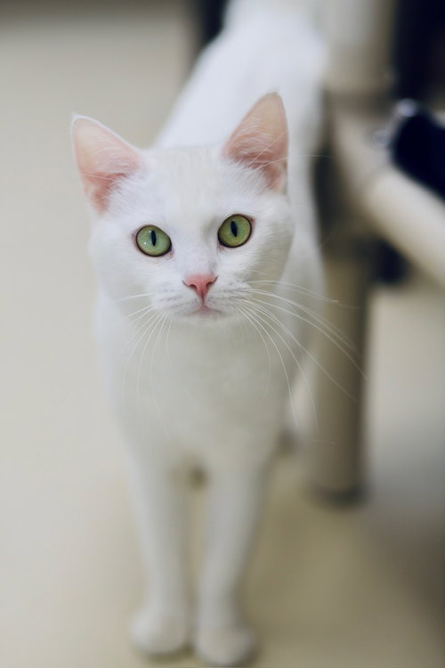 Vixie, an adoptable Domestic Short Hair in Webster, WI