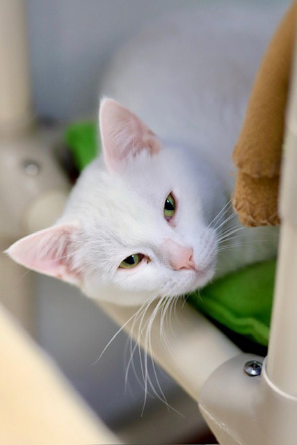 Vixie, an adoptable Domestic Short Hair in Webster, WI
