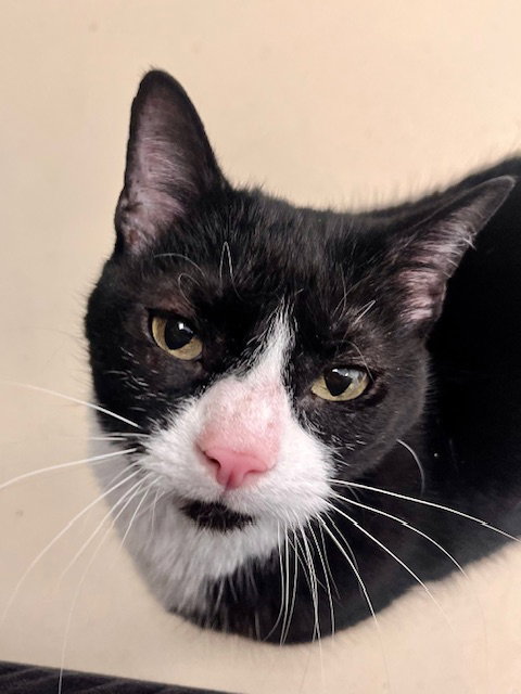 Millie, an adoptable Domestic Short Hair in Webster, WI