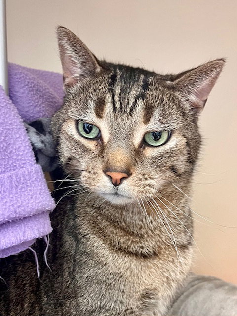 Monty, an adoptable Domestic Short Hair in Webster, WI