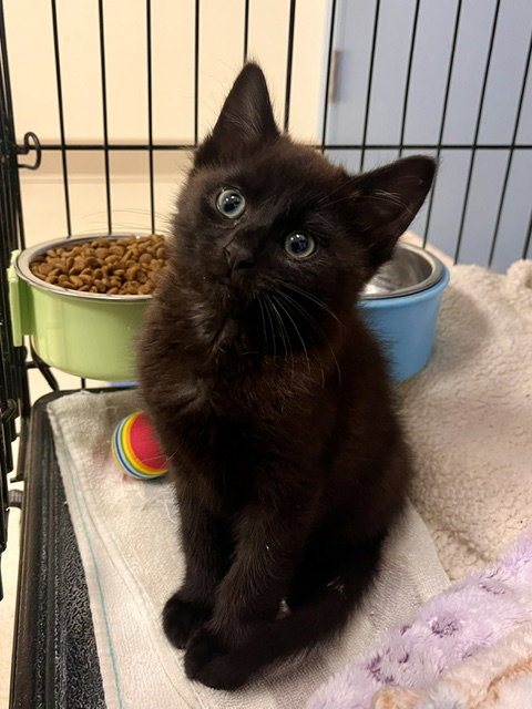 Lasagna, an adoptable Domestic Short Hair in Webster, WI