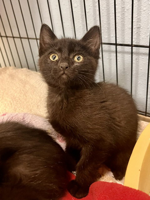 Alfredo, an adoptable Domestic Short Hair in Webster, WI