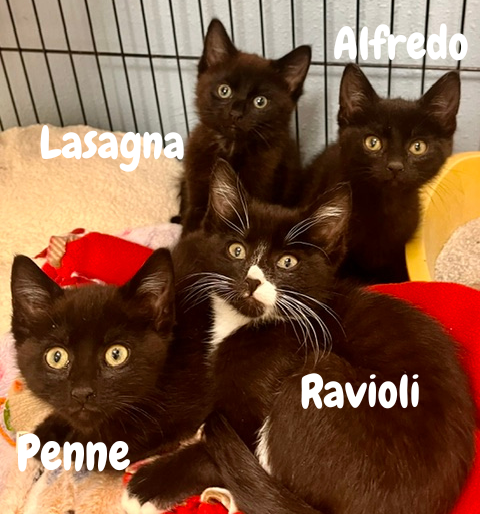 Ravioli