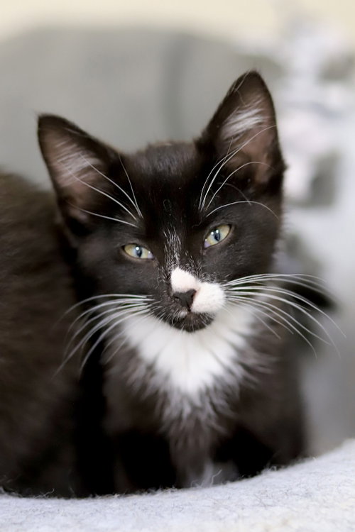 Ravioli, an adoptable Domestic Short Hair in Webster, WI