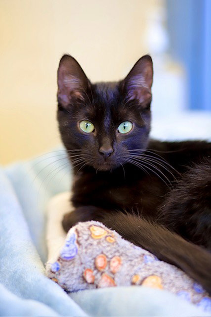 Coraline, an adoptable Domestic Short Hair in Webster, WI