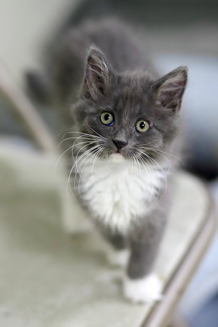 Yuki