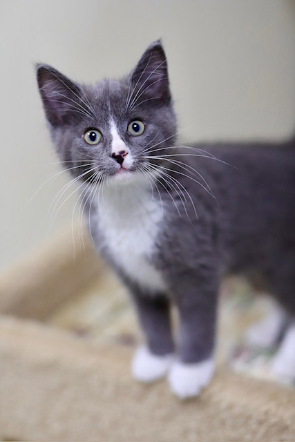 Pooh, an adoptable Domestic Short Hair in Webster, WI