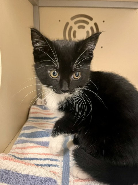 Piglet, an adoptable Domestic Short Hair in Webster, WI