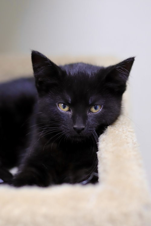 Roo, an adoptable Domestic Short Hair in Webster, WI