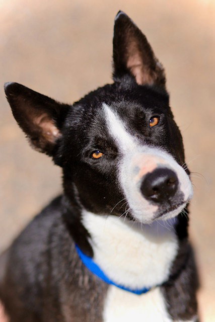 Dee, an adoptable Terrier in Webster, WI