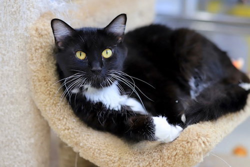 Blizzard, Adult Domestic Medium Hair / Mixed (medium coat), cat for adoption in Webster, Wisconsin
