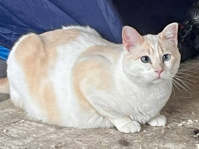 Sylvie