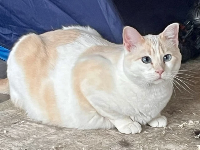 Sylvie