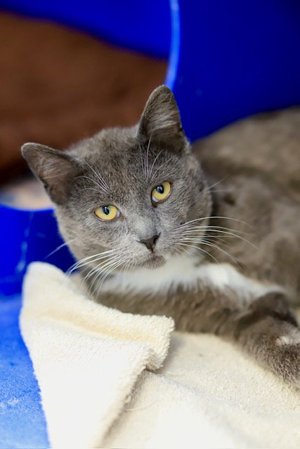 Shaggy, an adoptable Domestic Short Hair in Webster, WI