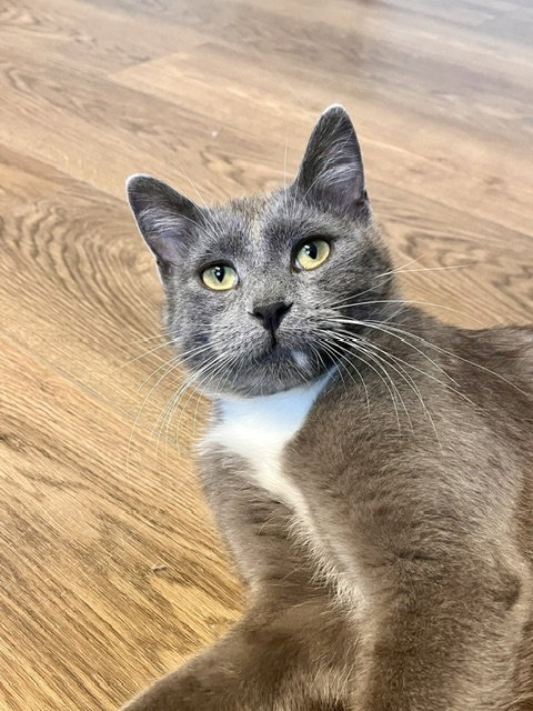 Shaggy, an adoptable Domestic Short Hair in Webster, WI