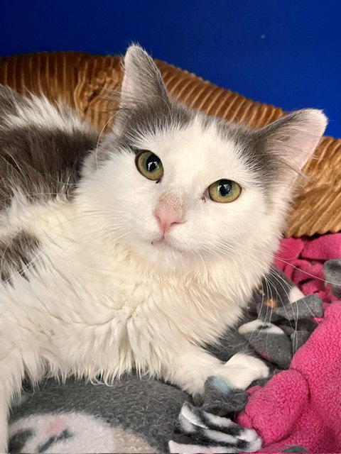 Velma, Young Domestic Medium Hair / Mixed (medium coat), cat for adoption in Webster, Wisconsin