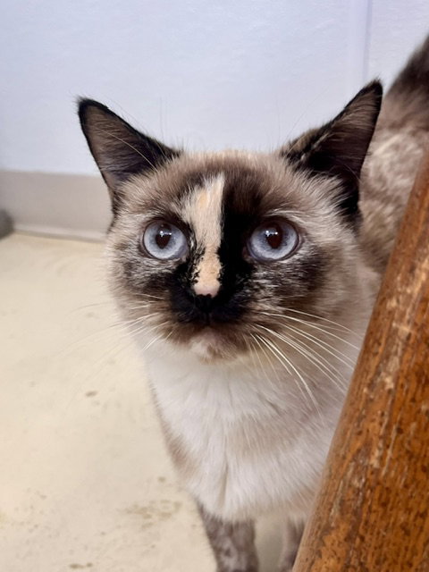 Lemon, Adult Domestic Short Hair / Mixed (short coat), cat for adoption in Webster, Wisconsin